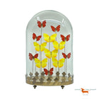Butterflies under oval Bell